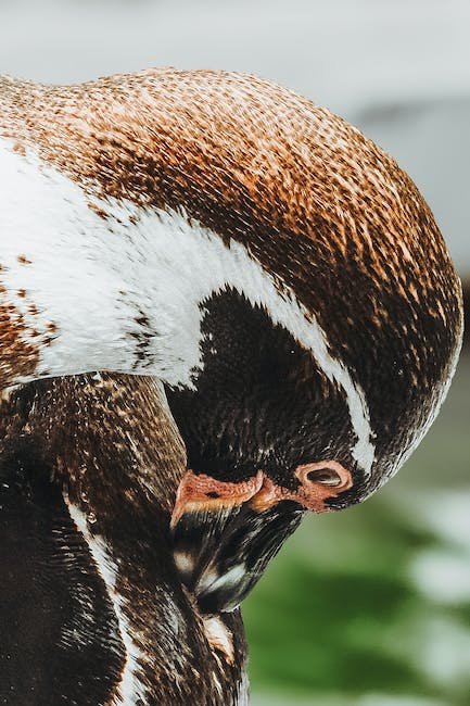 A close up of a brown and white penguin.